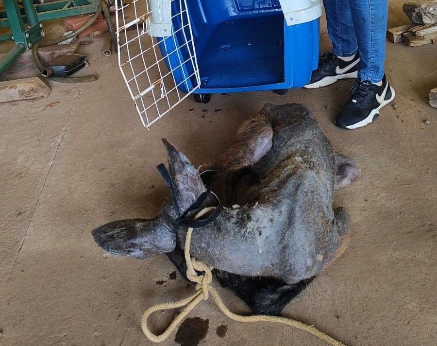 Foto 2: Resgate de Animais Silvestres: Ação pela Conservação da Fauna local