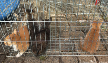 Foto 5: Vacinação antirrábica, testes de leishmaniose e adoção de animais são realizados em Quatá