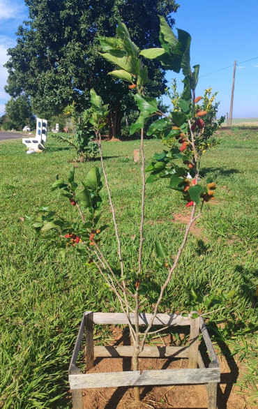 Foto 6: O Pomar Urbano de Quatá já está dando frutos!