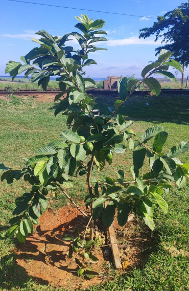 Foto 2: O Pomar Urbano de Quatá já está dando frutos!