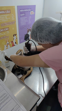 Foto 48: 115 animais são atendidos pelo 