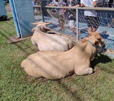 Foto 101: Festa do Trabalhador conta com diversas ações e reúne centenas de pessoas