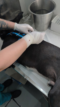 Foto 50: 115 animais são atendidos pelo 