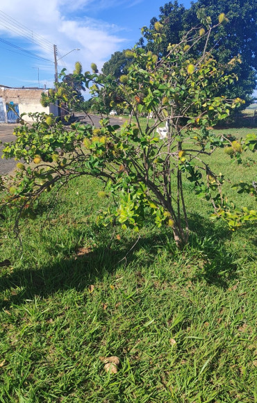Foto 3: O Pomar Urbano de Quatá já está dando frutos!