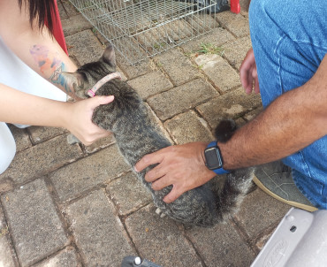Foto 12: Vacinação antirrábica, testes de leishmaniose e adoção de animais são realizados em Quatá