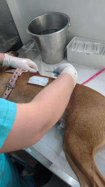 Foto 51: 115 animais são atendidos pelo 