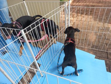 Foto 14: Vacinação antirrábica, testes de leishmaniose e adoção de animais são realizados em Quatá