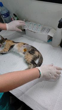 Foto 30: 115 animais são atendidos pelo 