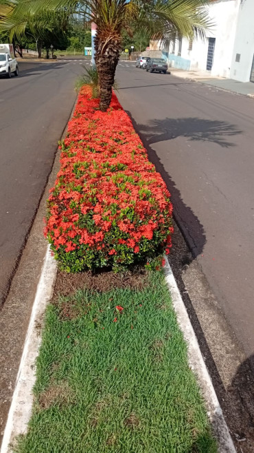 Foto 1: Resumo dos trabalhos realizados durante o mês de janeiro e início de fevereiro