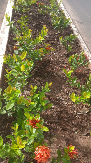 Foto 17: Resumo dos trabalhos realizados durante o mês de janeiro e início de fevereiro
