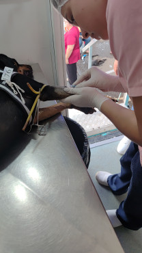 Foto 39: 115 animais são atendidos pelo 