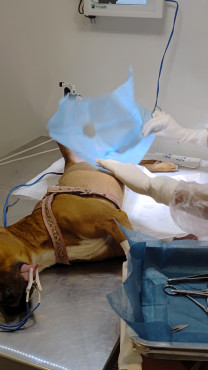 Foto 54: 115 animais são atendidos pelo 