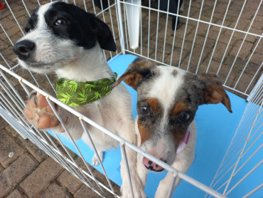 Foto 7: Vacinação antirrábica, testes de leishmaniose e adoção de animais são realizados em Quatá