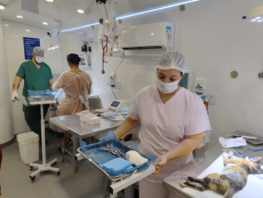 Foto 1: 115 animais são atendidos pelo 