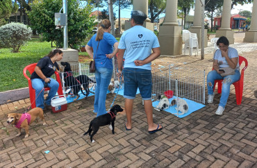 Foto 25: Vacinação antirrábica, testes de leishmaniose e adoção de animais são realizados em Quatá