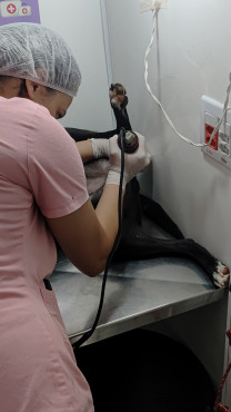 Foto 45: 115 animais são atendidos pelo 