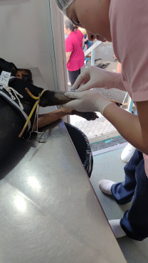 Foto 42: 115 animais são atendidos pelo 