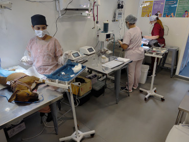 Foto 56: 115 animais são atendidos pelo 