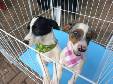 Vacinação antirrábica, testes de leishmaniose e adoção de animais são realizados em Quatá