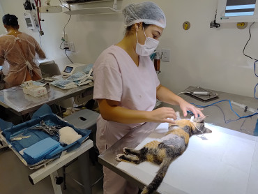 Foto 14: 115 animais são atendidos pelo 