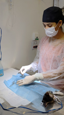 Foto 25: 115 animais são atendidos pelo 