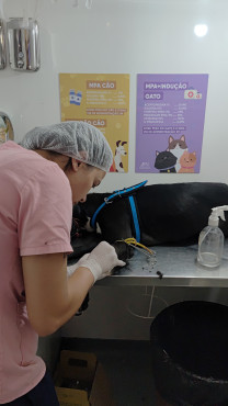Foto 46: 115 animais são atendidos pelo 