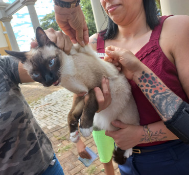 Foto 26: Vacinação antirrábica, testes de leishmaniose e adoção de animais são realizados em Quatá