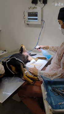 Foto 44: 115 animais são atendidos pelo 