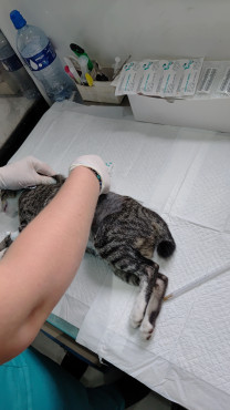 Foto 6: 115 animais são atendidos pelo 