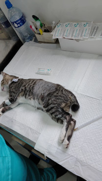 Foto 27: 115 animais são atendidos pelo 