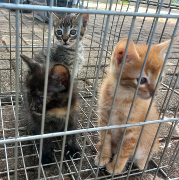 Foto 24: Vacinação antirrábica, testes de leishmaniose e adoção de animais são realizados em Quatá