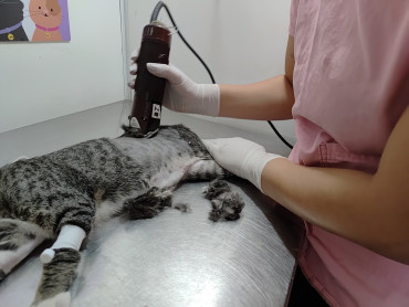 Foto 57: 115 animais são atendidos pelo 