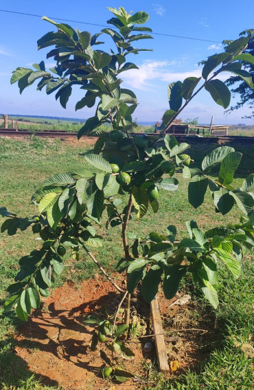 Foto 4: O Pomar Urbano de Quatá já está dando frutos!