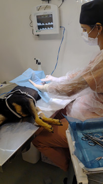 Foto 43: 115 animais são atendidos pelo 