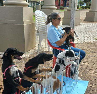 Foto 16: Vacinação antirrábica, testes de leishmaniose e adoção de animais são realizados em Quatá