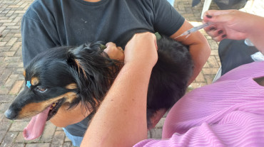 Foto 21: Vacinação antirrábica, testes de leishmaniose e adoção de animais são realizados em Quatá