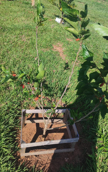 Foto 5: O Pomar Urbano de Quatá já está dando frutos!