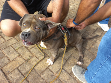 Foto 3: Vacinação antirrábica, testes de leishmaniose e adoção de animais são realizados em Quatá