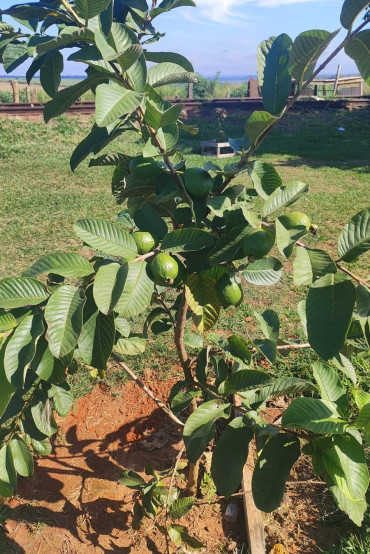 Foto 8: O Pomar Urbano de Quatá já está dando frutos!