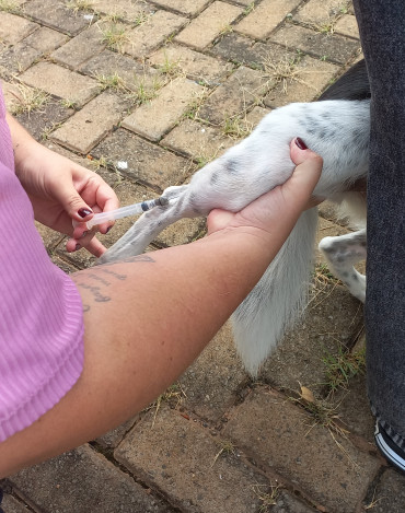 Foto 2: Vacinação antirrábica, testes de leishmaniose e adoção de animais são realizados em Quatá