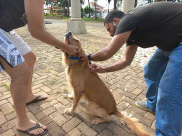 Foto 4: Vacinação antirrábica, testes de leishmaniose e adoção de animais são realizados em Quatá
