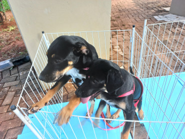 Foto 8: Vacinação antirrábica, testes de leishmaniose e adoção de animais são realizados em Quatá