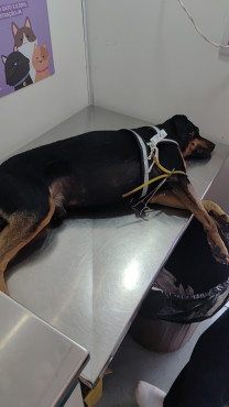 Foto 40: 115 animais são atendidos pelo 