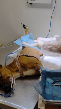 Foto 53: 115 animais são atendidos pelo 